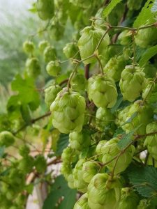 Hopfen